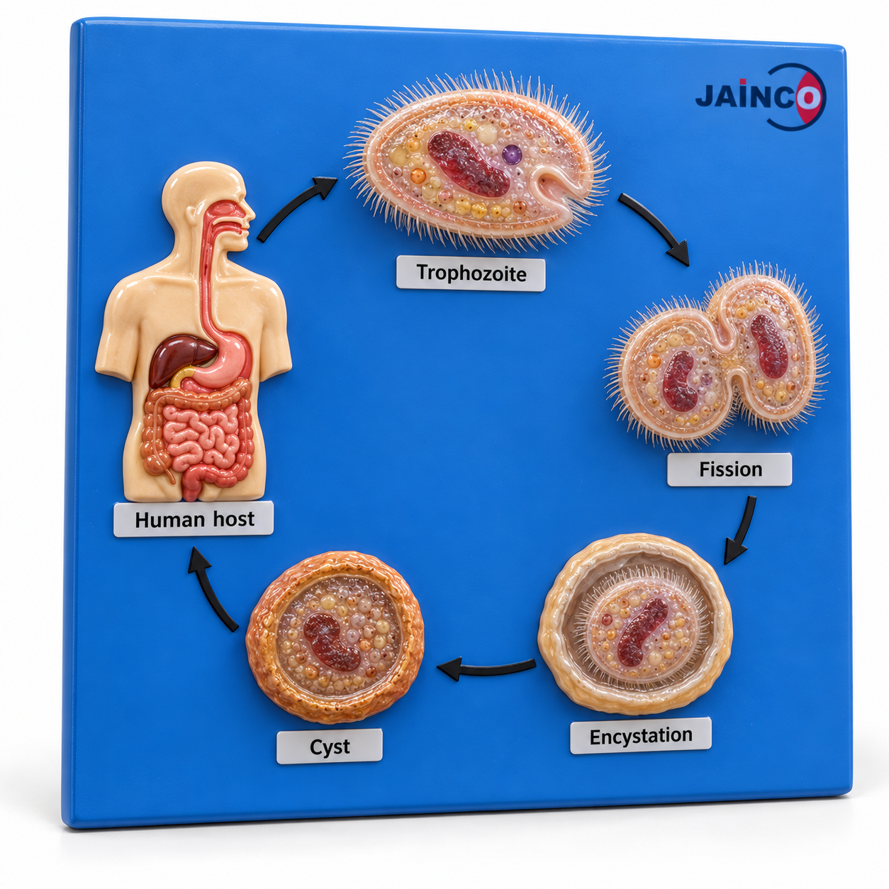 Life Cycle of Balantidium Coli Model